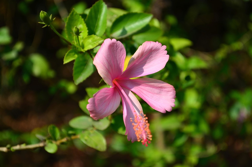 Beautiful Flowers bloom blooming