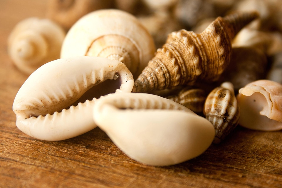 Brown seashell yellowish brown