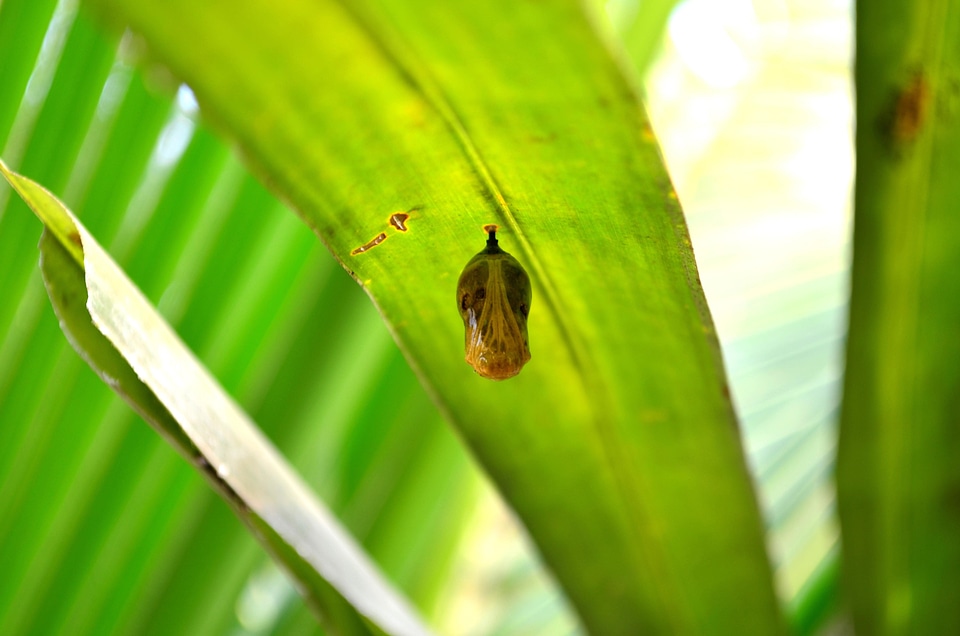 Animal arthropod bug
