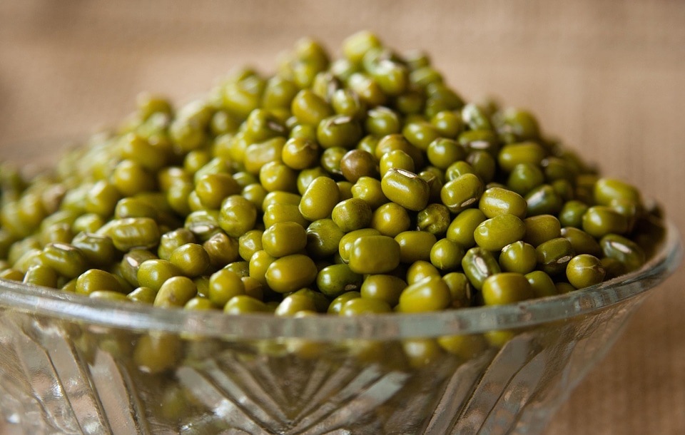 Agriculture bean beans