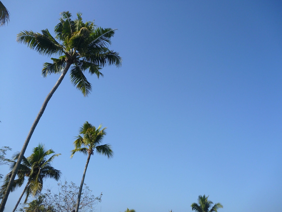 Coconut exotic herb