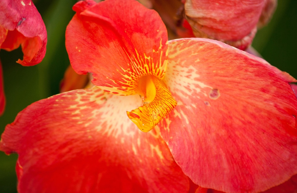 Beautiful Flowers bloom blooming