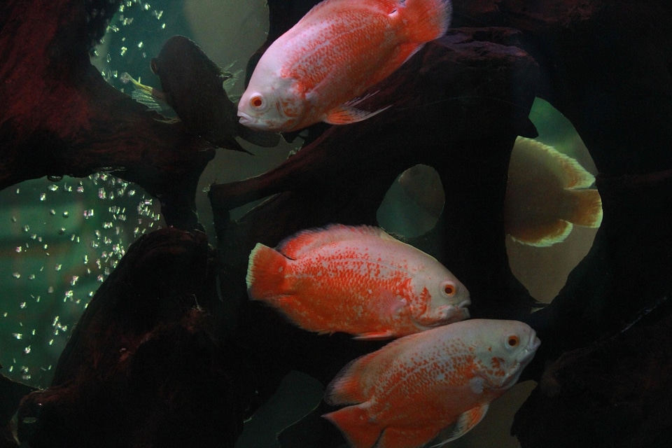 Animal aquarium fauna