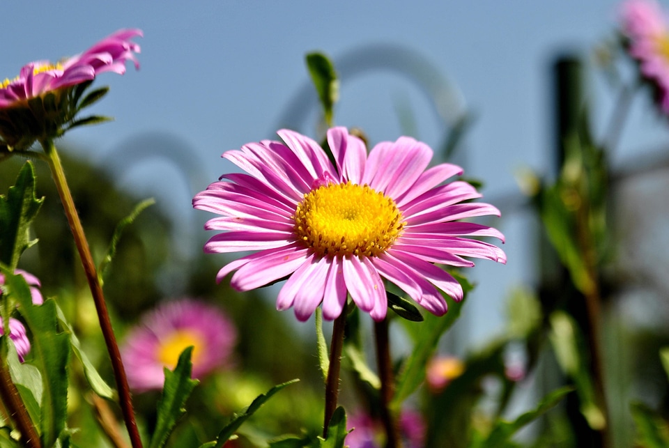 Beautiful Flowers bloom blooming