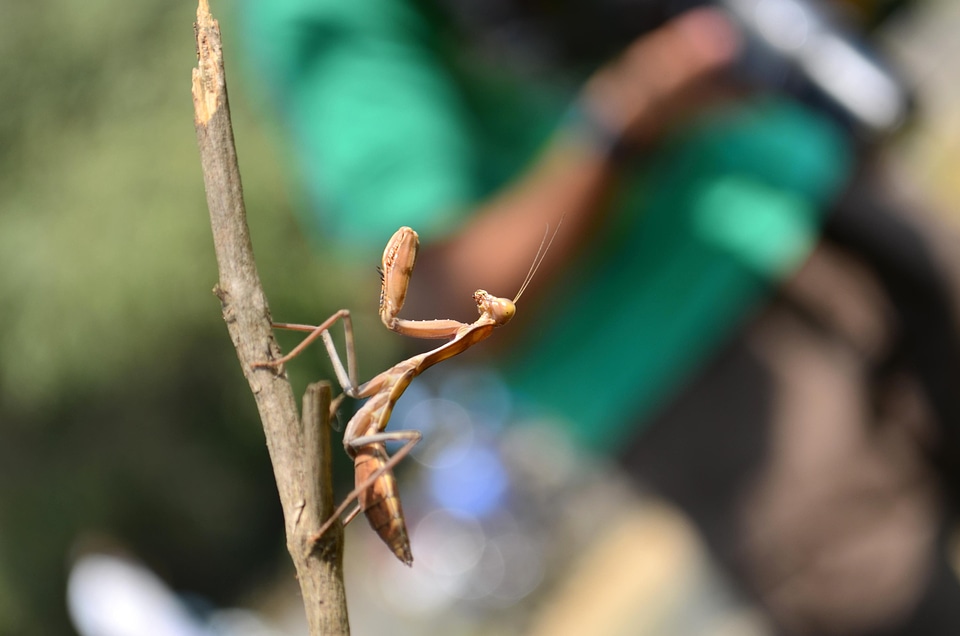 Animal arthropod branch