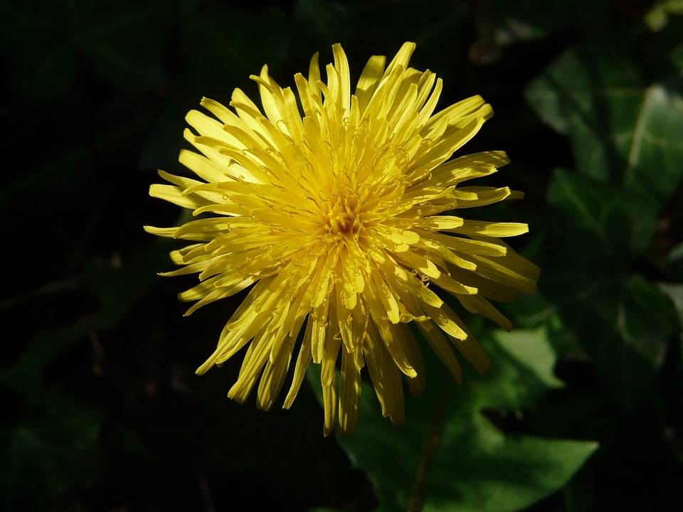 Plant garden floral