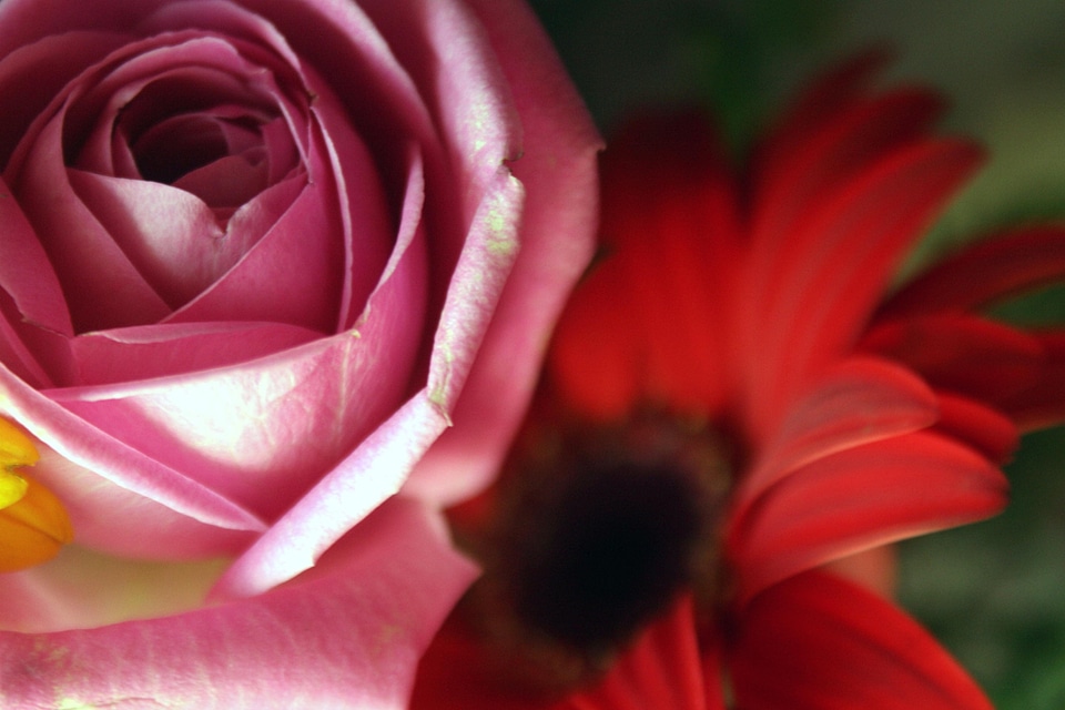 Beautiful Flowers bloom blooming