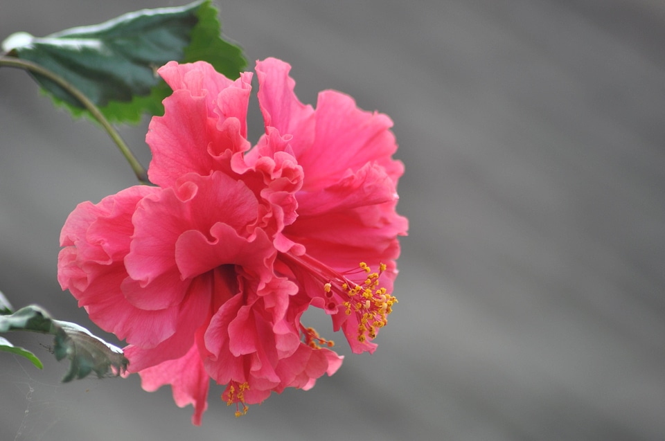 Bloom blossom close