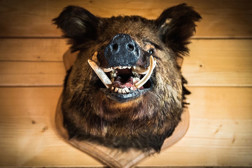 Animal boar decoration