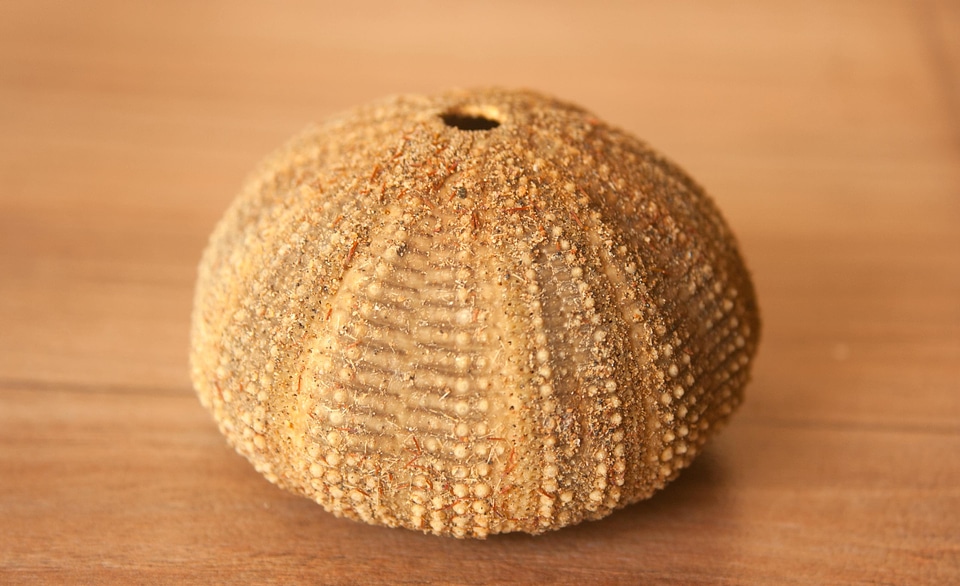 Animal brown decoration