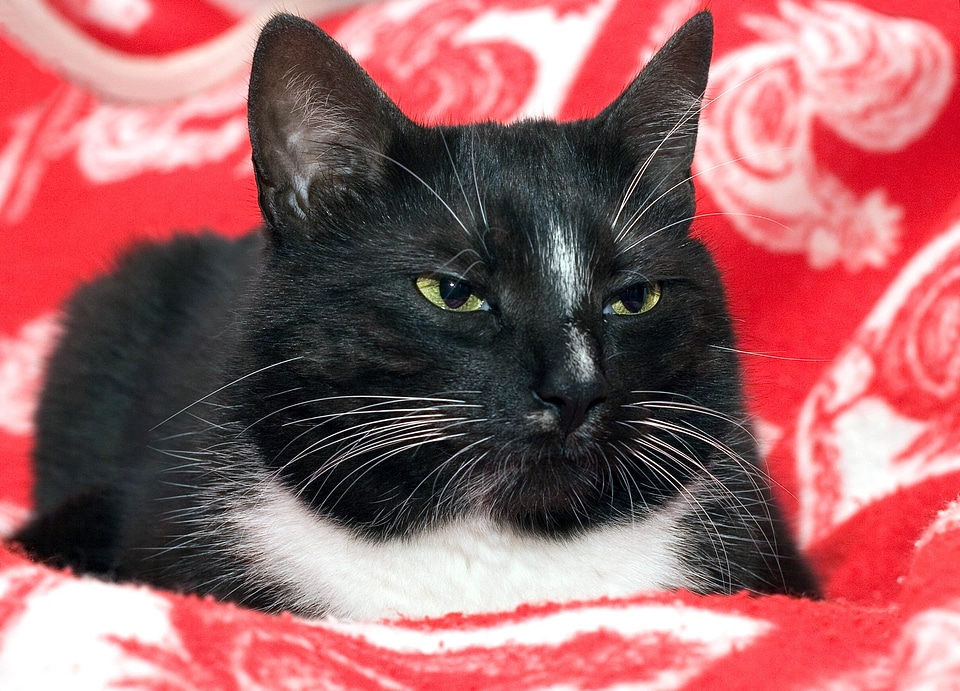 Black and white cat face sleep