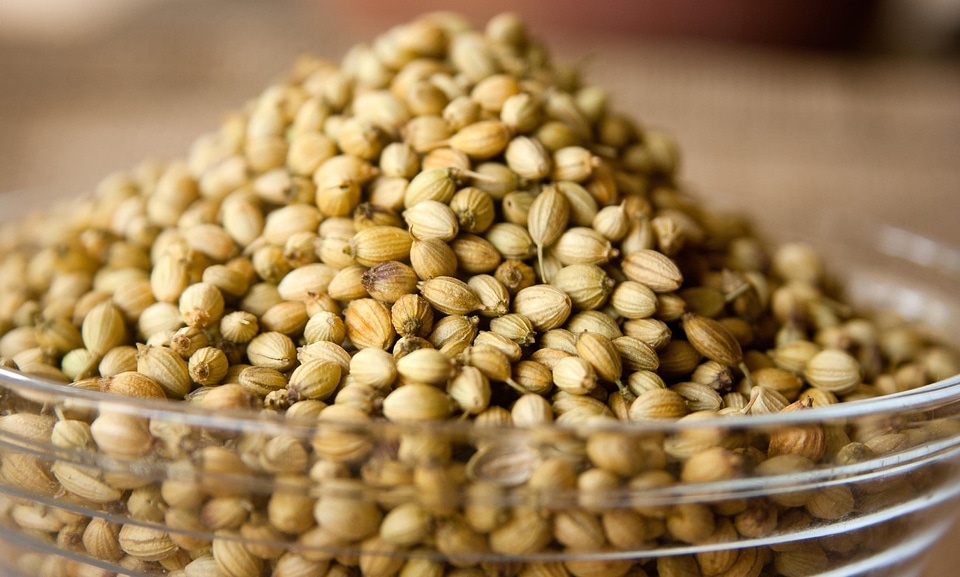 Agriculture bean beans