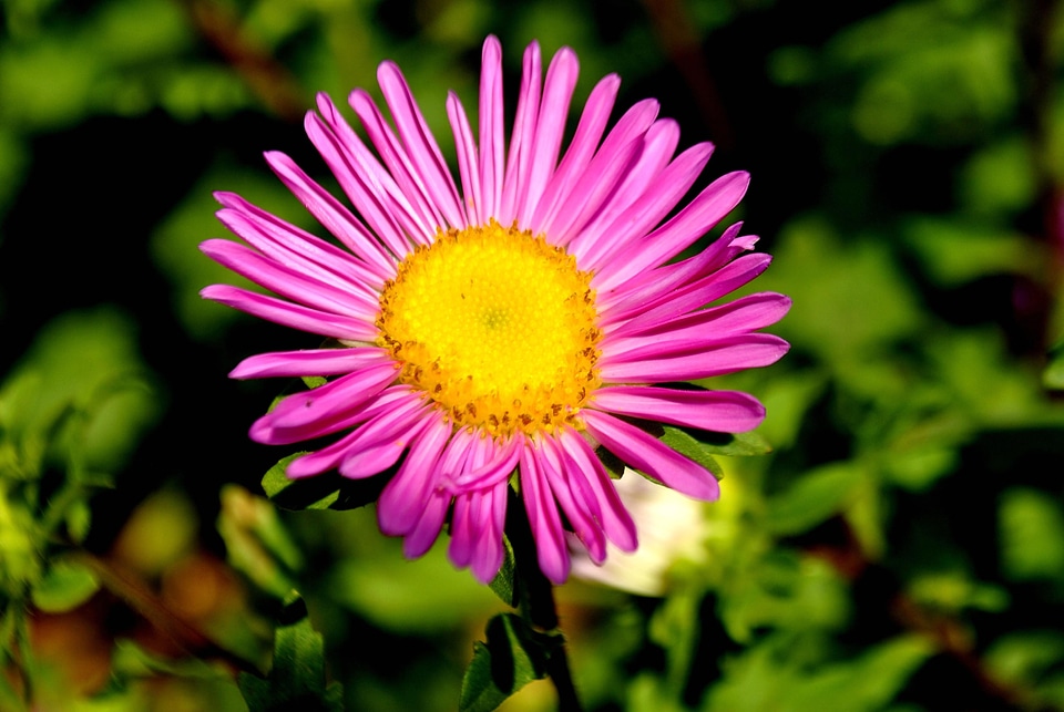 Beautiful Flowers beautiful image beautiful photo