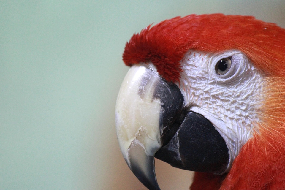 Animal beak bird photo