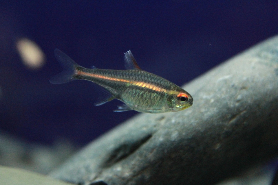 Animal aquarium fauna