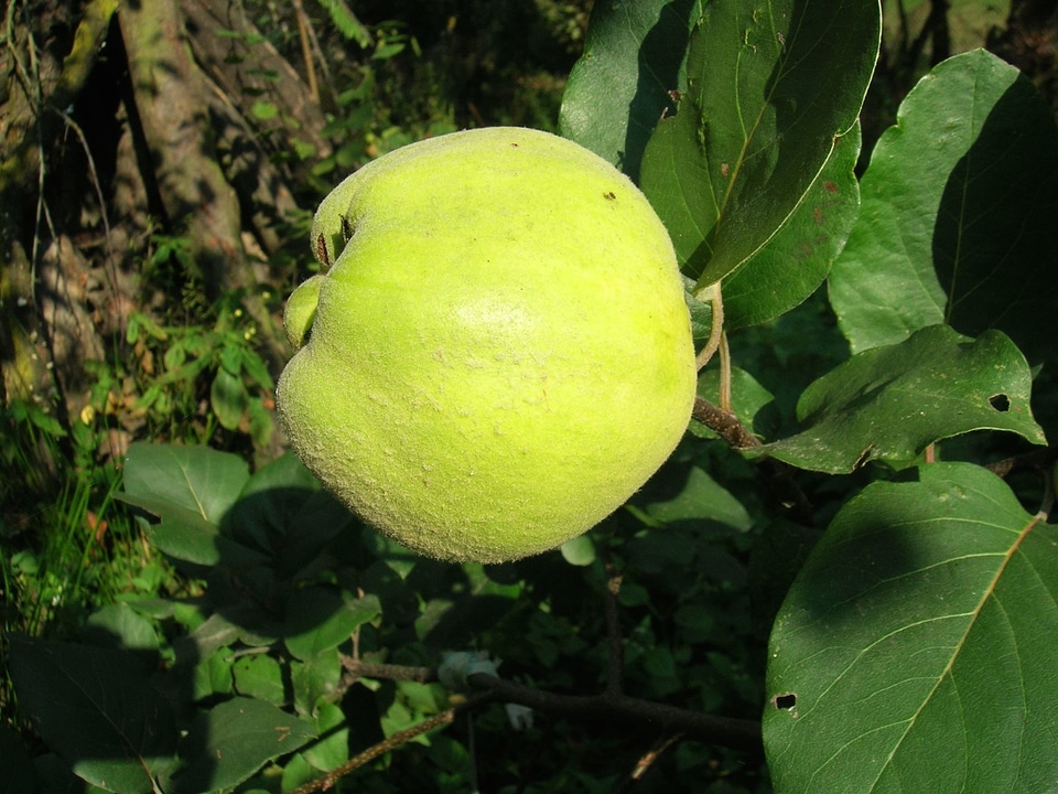 Apple diet dietary