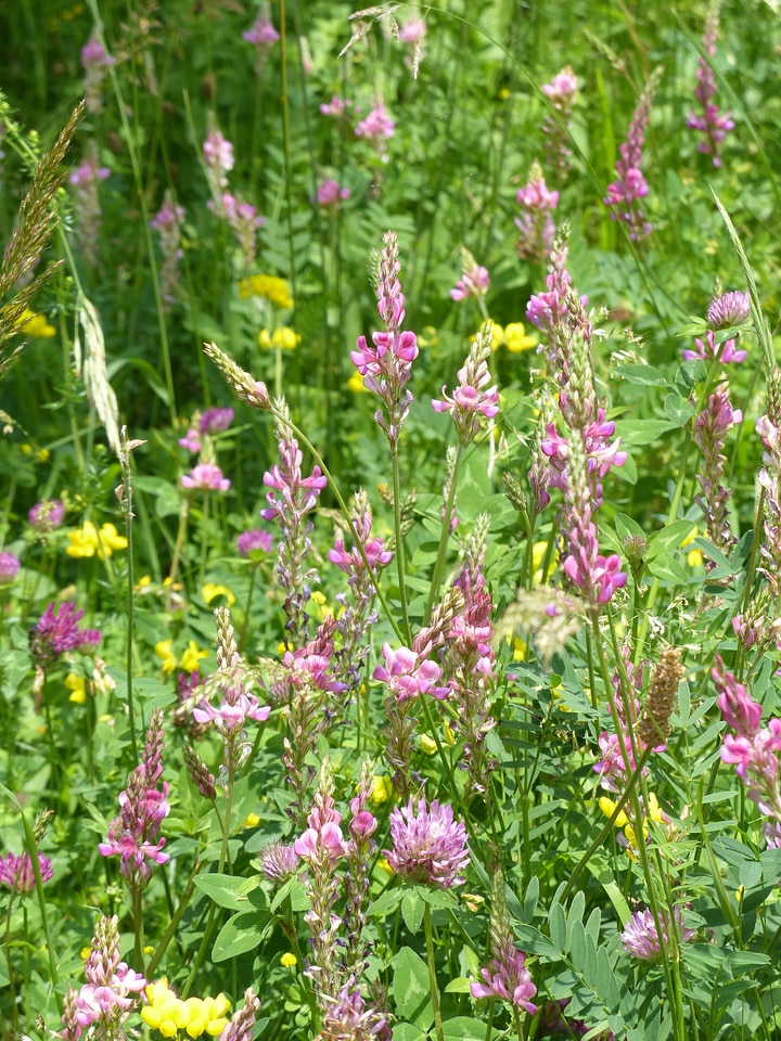 Bloom plant onobrychis viciifolia