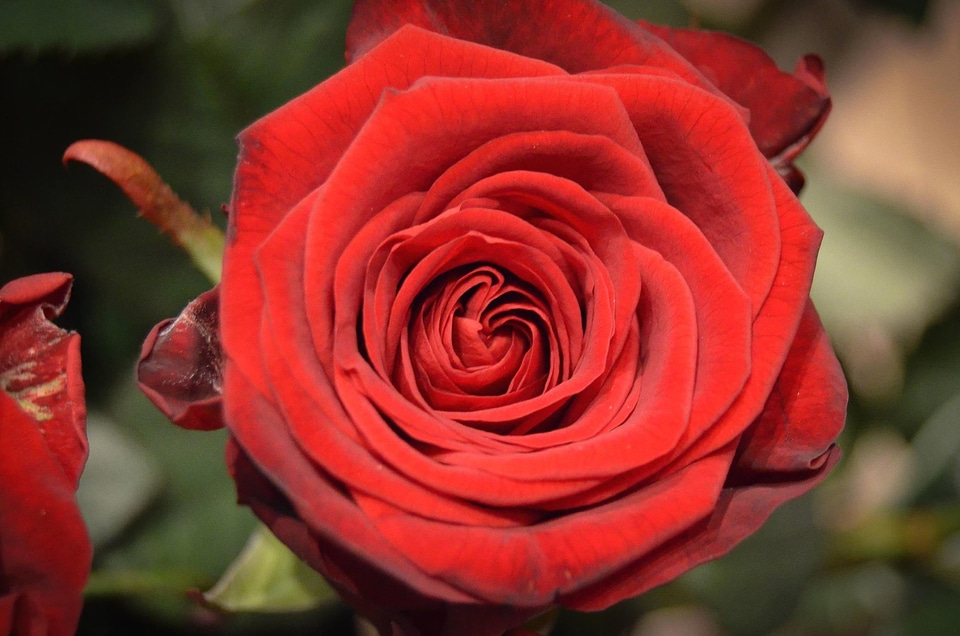 Beautiful Flowers beautiful image beautiful photo