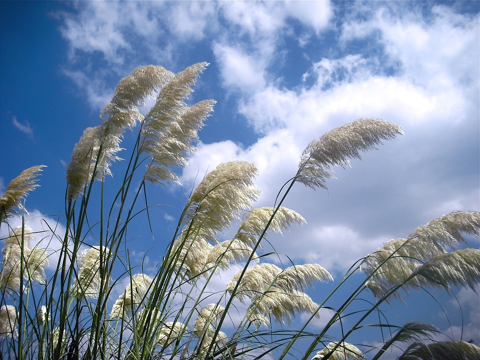 Straw grow blue grass