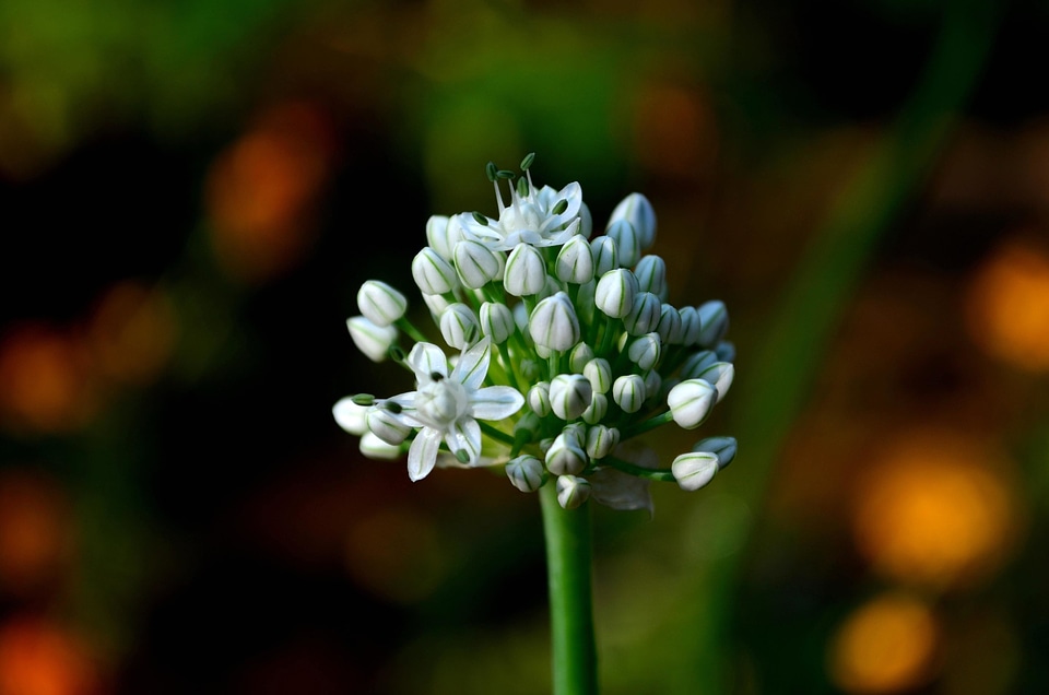 Beautiful Flowers blooming flora