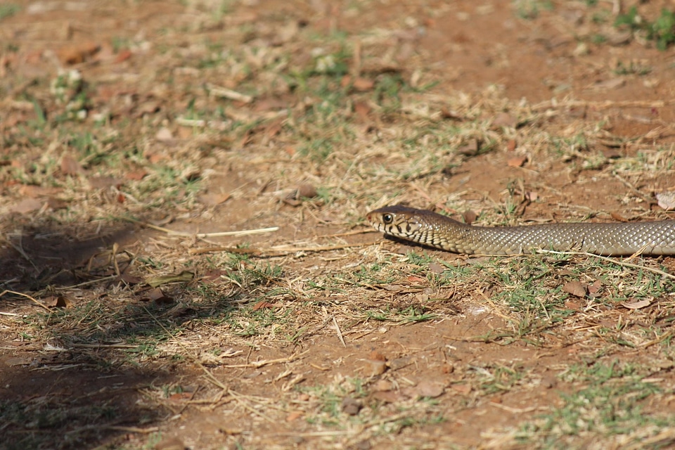 Animal fauna poison