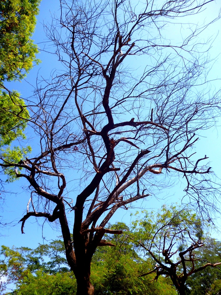 Tree organic agriculture