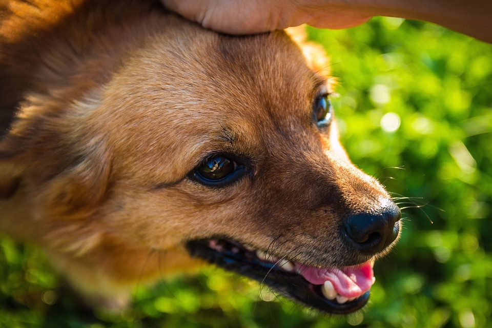 Animal beautiful photo canine