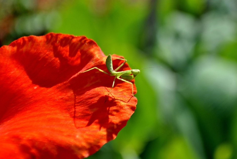 Animal arthropod beautiful flowers