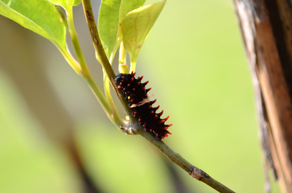 Animal arthropod beautiful image