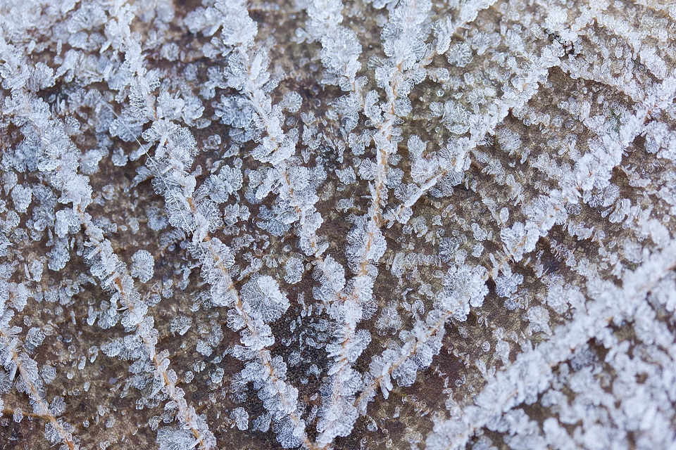 Rip leaf ribs symmetrical