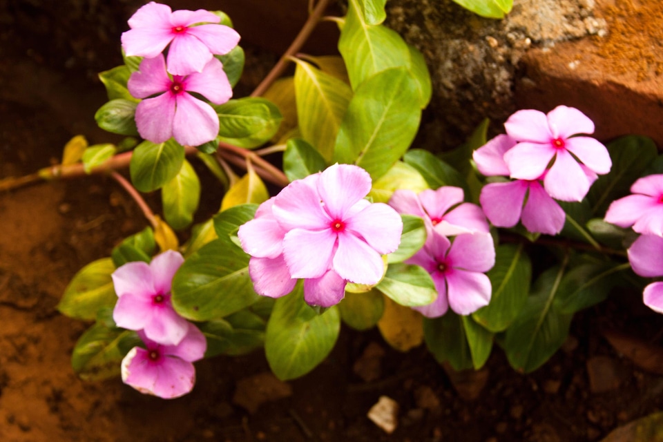 Beautiful Flowers bloom blooming