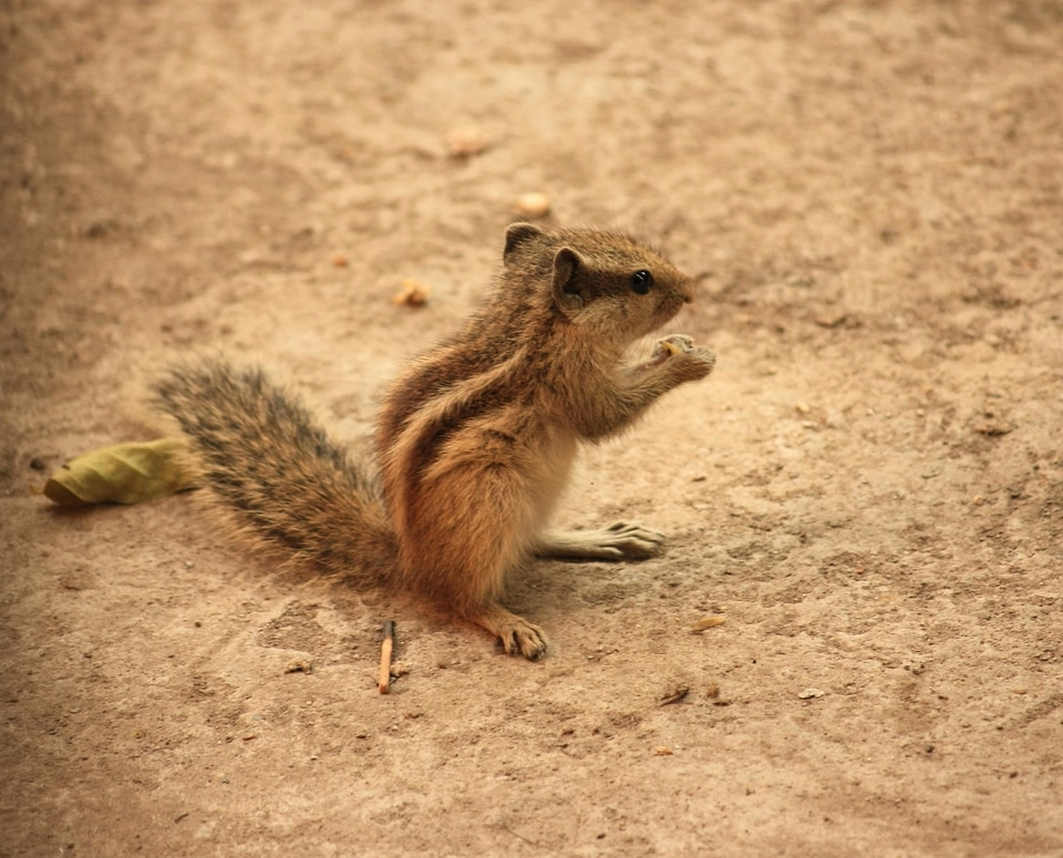Animal fauna fox squirrel