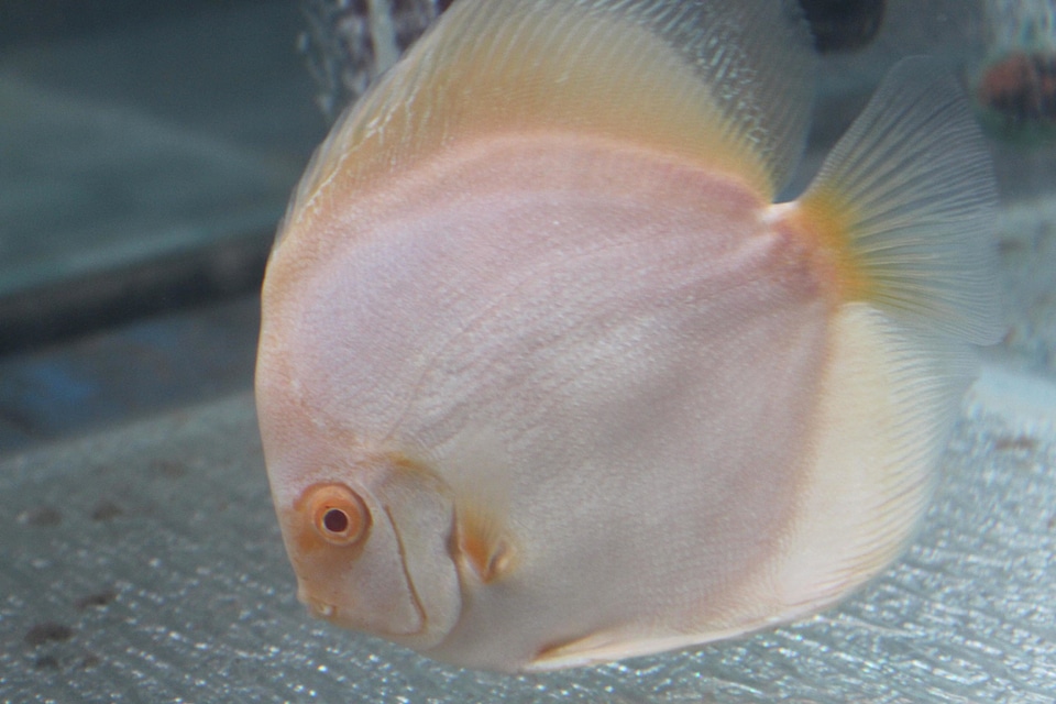 Animal aquarium fish