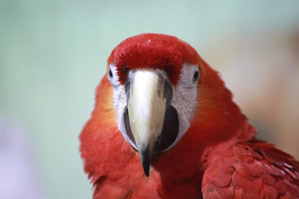 Animal beak beautiful image