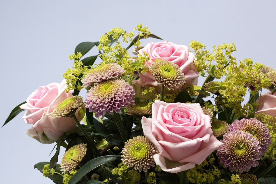 Nature plant chrysanthemum