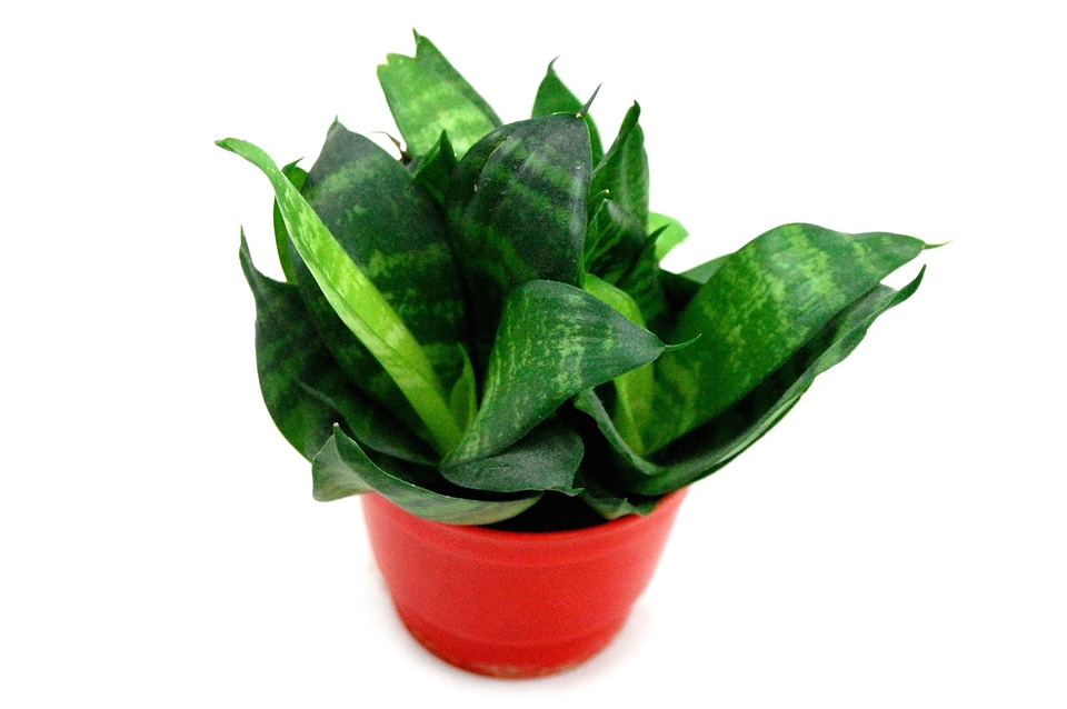 Dark Green green green leaves