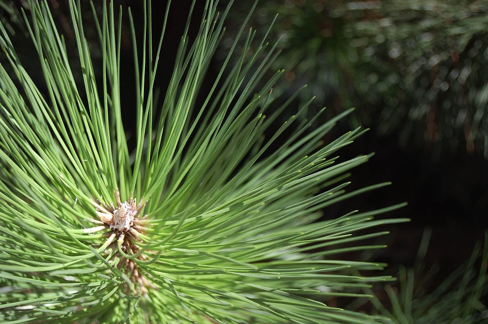Branch conifer dark green