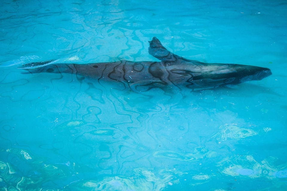 Animal blue diving photo
