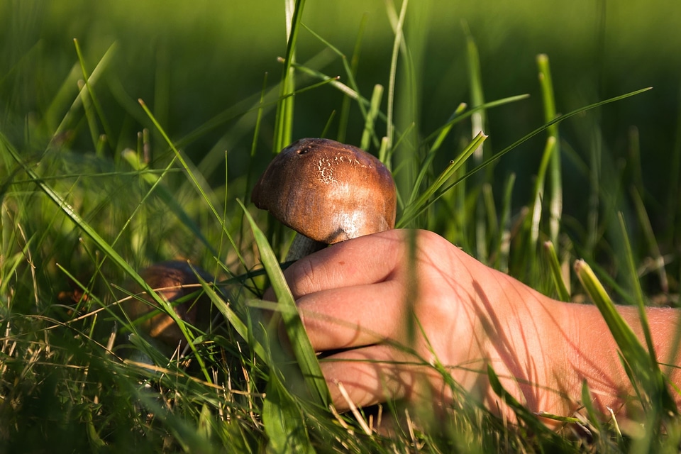 Diet finger flora