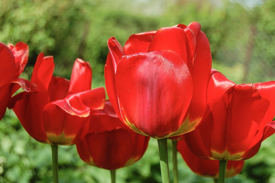 Beautiful Flowers bloom blooming
