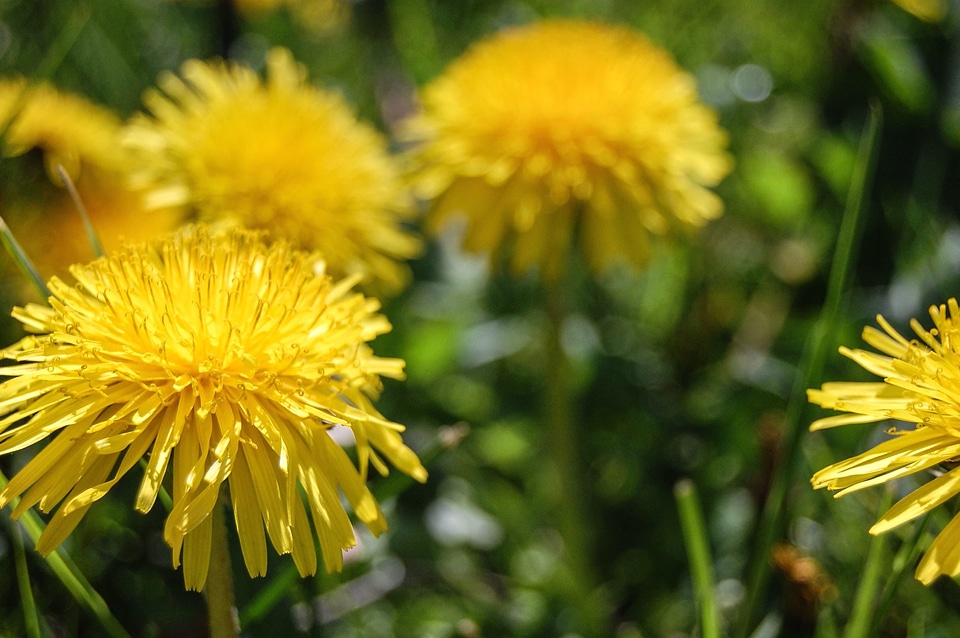 Beautiful Flowers blooming blossom