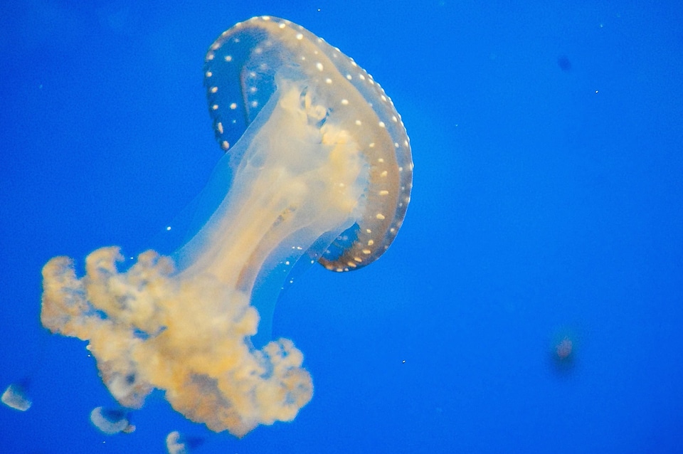 Animal blue fauna
