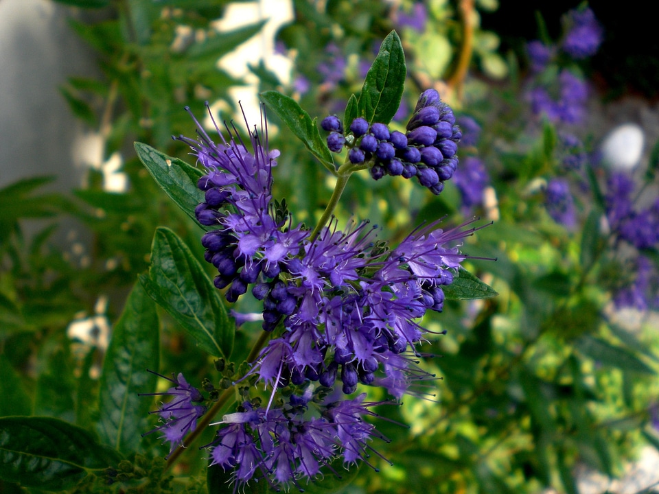 Garden ornamental shrub verbena plant bright blue photo