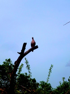 Feather bird of prey clouds