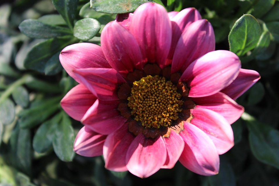 Beautiful Flowers beautiful image beautiful photo