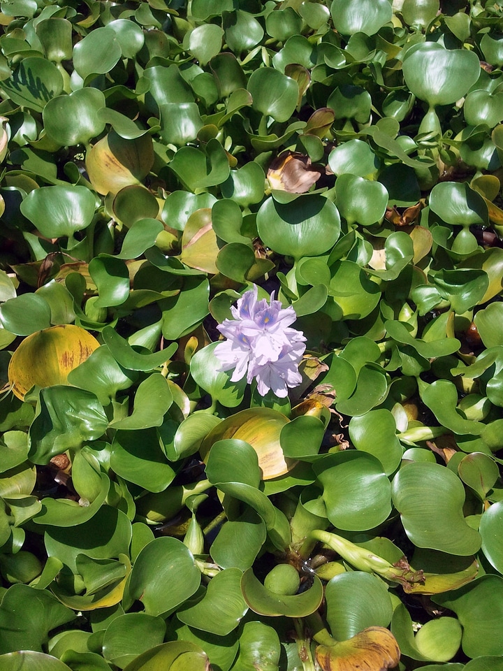 Lily floral plant