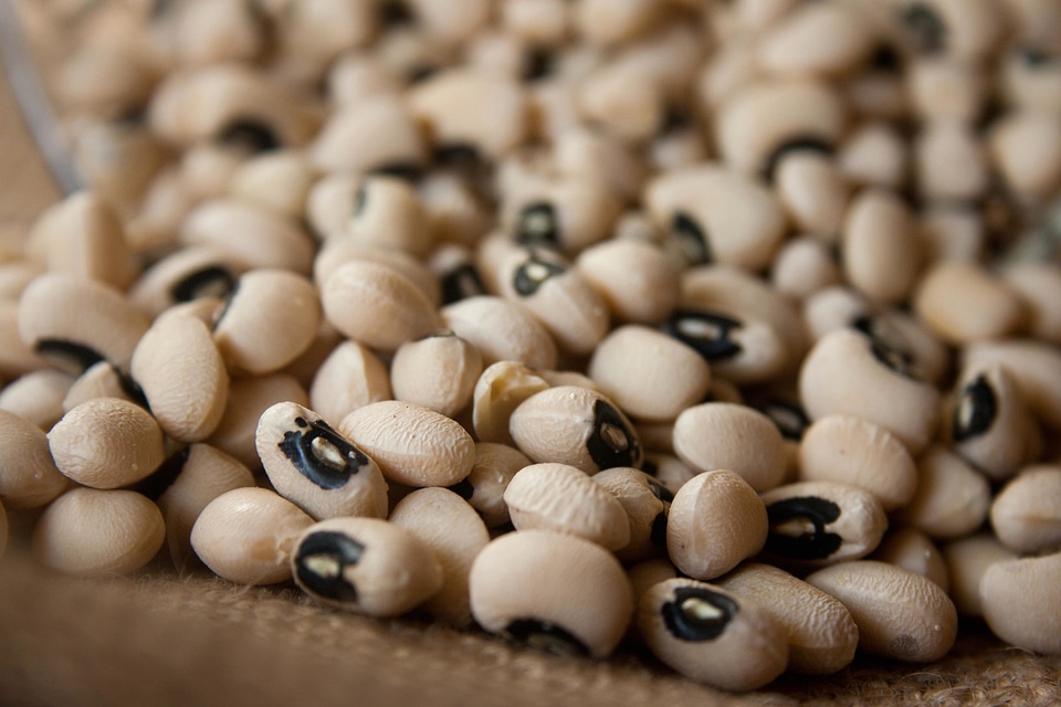 Bean beans brown