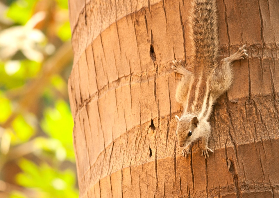 Animal brown fauna