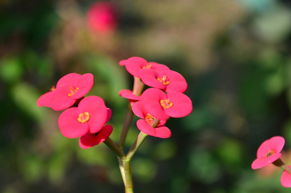 Beautiful Flowers bloom blooming