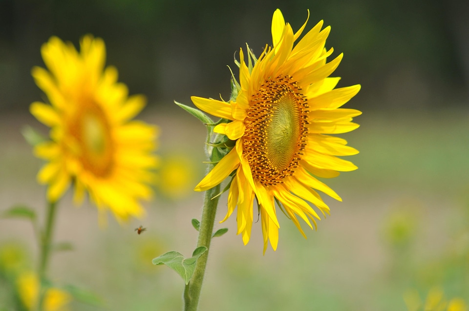 Agriculture beautiful flowers beautiful image